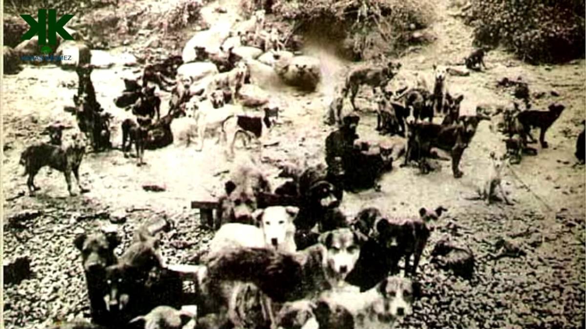 Hayirsizada Kopekler