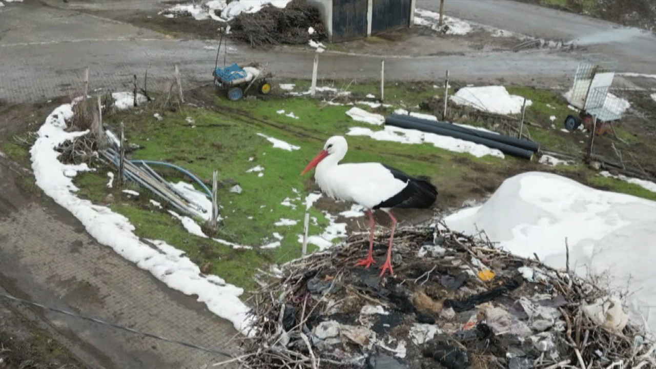 Göç listesinden adını sildiren leylek