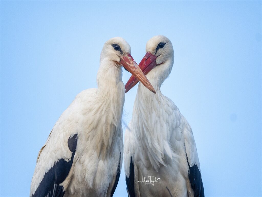 Y A R E N L E Y L E G I N E S I N A Z L I G E L D I 1183933 351720