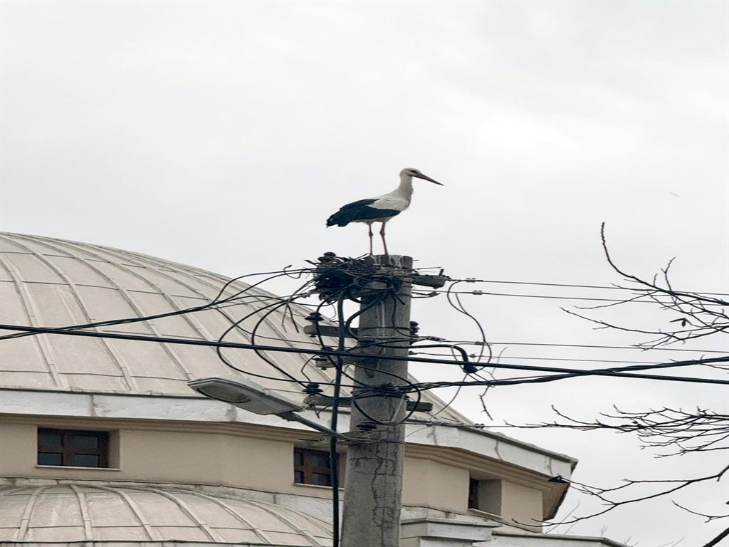 Leylekler eski yuvalarından vazgeçmedi