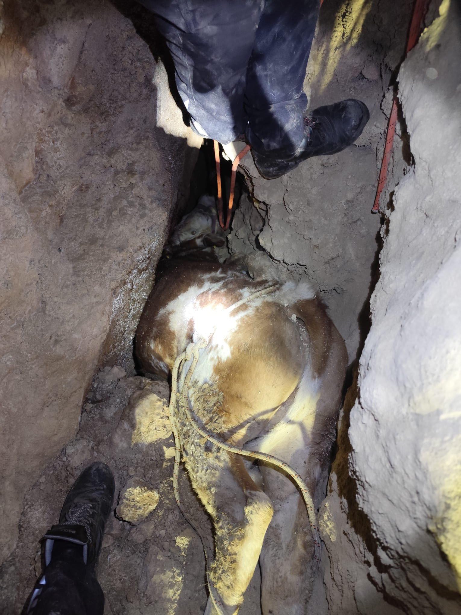 Duve Dustugu Magarada Sikisti 1286102 382651 (1)