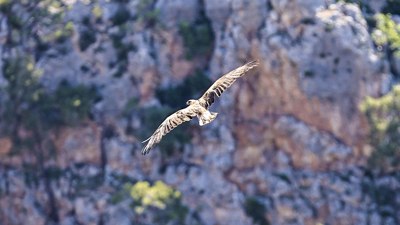 Kızıl