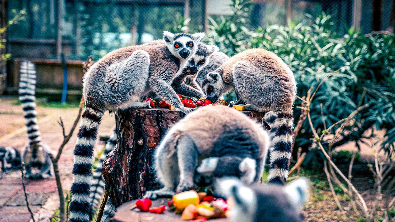 Lemur2