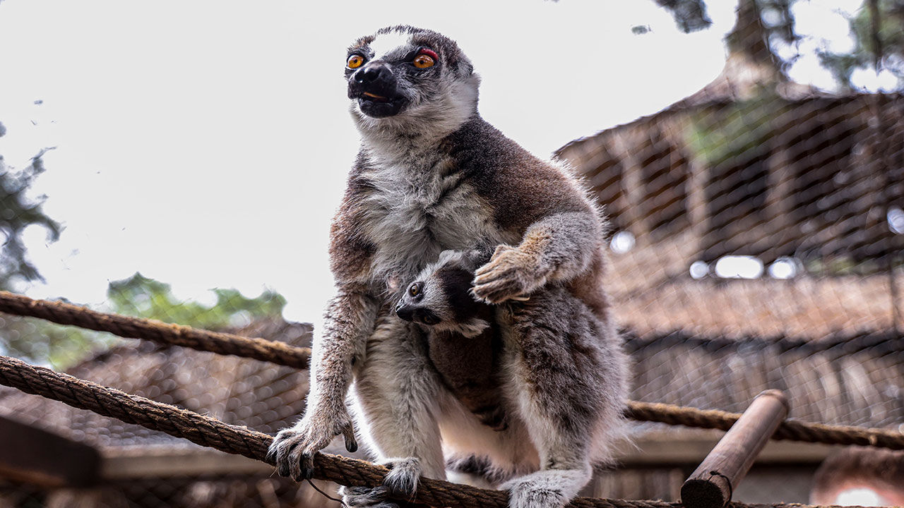 Lemur3