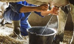 Kasım'da inek sütü miktarı arttı