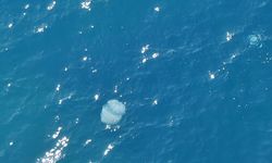 Dev denizanalarının sürü halindeki geçişleri dron ile görüntülendi