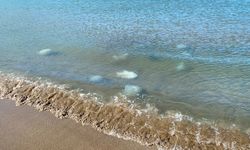 Akdeniz kıyılarında yüzlerce ölü denizanası kıyıya vurdu