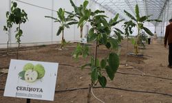 Kumluca MYO’da 17 tropik meyve türü araştırılıyor