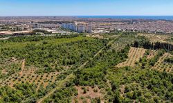 Antalya Valisi'nden 'Zeytinpark' çağrısı: Yeşil alan olarak mühürleyip son kaleyi kurtaralım!