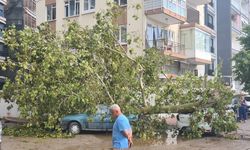 Antalya'da hava sıcaklığı 16 derece birden düştü, kum fırtınası çıktı, ağaçlar devrildi