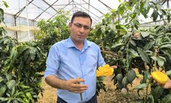 Antalya'da mango hasadı başladı