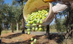 Antalya'da 2024'te 73 bin ton zeytin üretildi