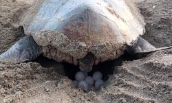 Caretta carettalar yılın ilk yuvalarıyla umut verdi