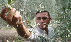 Antalya’da zeytinyağında kalite yarışı için son gün 15 Ocak