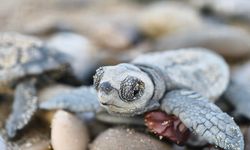 27 yıllık çaba: Binlerce yavrudan yüzlercesi hayatta kalabiliyor