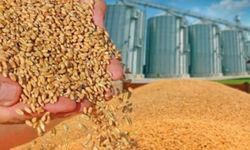 Mısır ve arpa ithalatında sıfır verginin sonucu: “Çiftçi iki kere kaybediyor”
