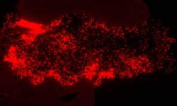 ‘Yaşayan Harita’: Kadın cinayetlerinin 17 yıllık hikâyesi mekâna işlendi