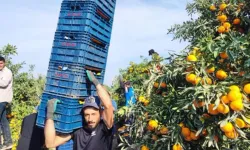 İşçiler grev yapınca mandalina ağaçta kaldı