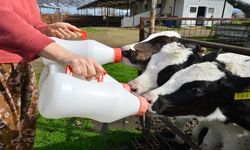 Çiğ sütte maliyet–fiyat makası açılıyor: Süt üretiminde alarm