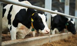 UKON’dan çarpıcı hesaplama: Et fiyatı Haziran’da 780 lirayı bulabilir