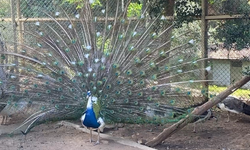 Büyükşehir'den Antalya Çevik Kuvvet'e tavus kuşu hediyesi