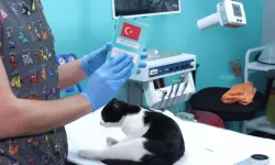 Çip uyarısı: Antalya’da kedi ve köpekler için süre bitiyor