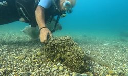 Antalya Körfezi’nde ekolojik alarm: Kayalıkları istilacı midyeler ele geçirdi