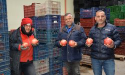 Korkuteli'nde soğuk havadaki narlar ihracata çıktı