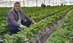 Serik'te turfanda çilek hasadı başladı