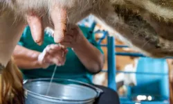 Sütte gözler 15 Aralık’ta: Üretici 19,60 TL’de tıkandı, 27 TL çağrısı yükseldi