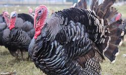 Bu yılbaşı Hindi  kaç liraya sofraya gelir?