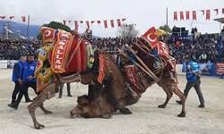 Demre Deve Güreşleri şap hastalığı nedeniyle iptal