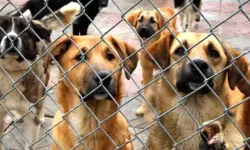 HAKİM raporu: En büyük hayvan hakkı ihlali kapalı sistemlerde yaşandı