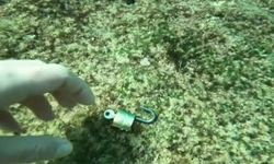 Antalya kıyılarında şaşırtan keşif