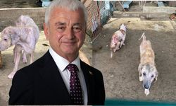 Başkan Geyikçi’den barınak açıklaması