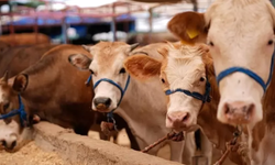 Antalya’daki Üreticiye Şap Aşısı Uyarısı