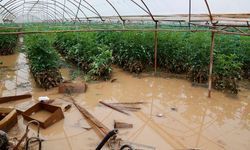 Yağışların çiftçiye faturası 300 milyon