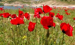 Son cemre toprağa düştü: Baharın habercisi