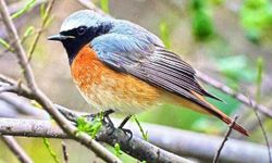 Antalya’da göç başladı: 3 günde 103 kuş türü görüntülendi