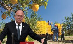 “Üretici  limon ağacını sökerken ithalata kapı açılıyor”