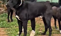 Antalya’da 26 günlük yavru köpeklerin kulakları kesildi iddiası: “Bu bir vahşet”