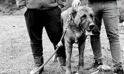 "Yavru köpeklerin kulakları kesilip dövüştürülüyor"