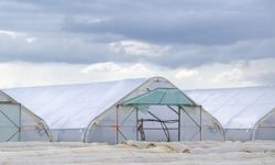 Antalya'da seralarda 'düşük ışık afeti' ürünü bozdu