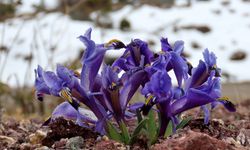 Karların arasından patlayan bahar