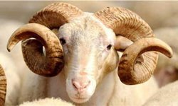 Vekaletle kurban bedelleri belli oldu