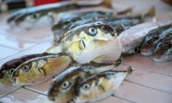 Balon balığına darbe: 50 milyonun önü kesildi