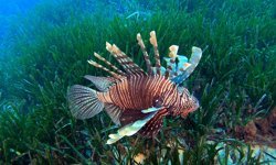 Akdeniz’de göçmen türler ekosistemi değiştiriyor