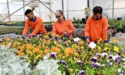 Çiçek desenleri günleri için 130 bin dal çiçek hazırlanıyor