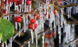 Bakanlıktan çiftçilere zirai don uyarısı