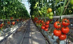 Topraksız sera yatırımı 2,5 Milyar dolara ulaştı